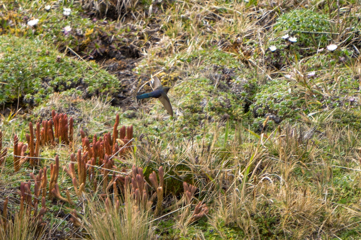 Blue-mantled Thornbill - ML642831491