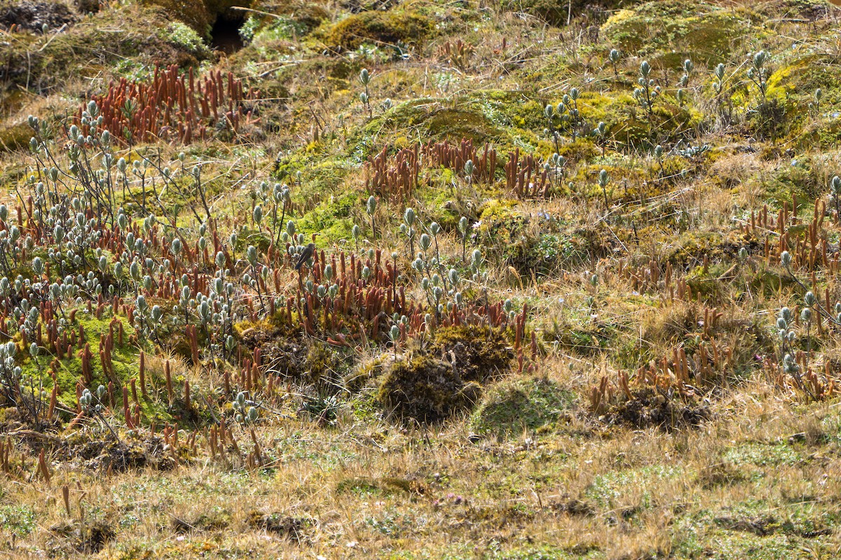 Blue-mantled Thornbill - ML642831492