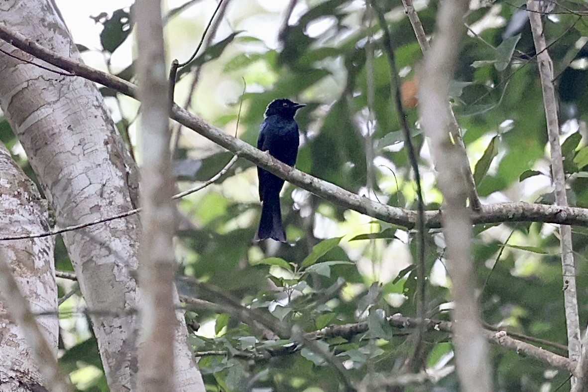 Shining Drongo - ML642831493