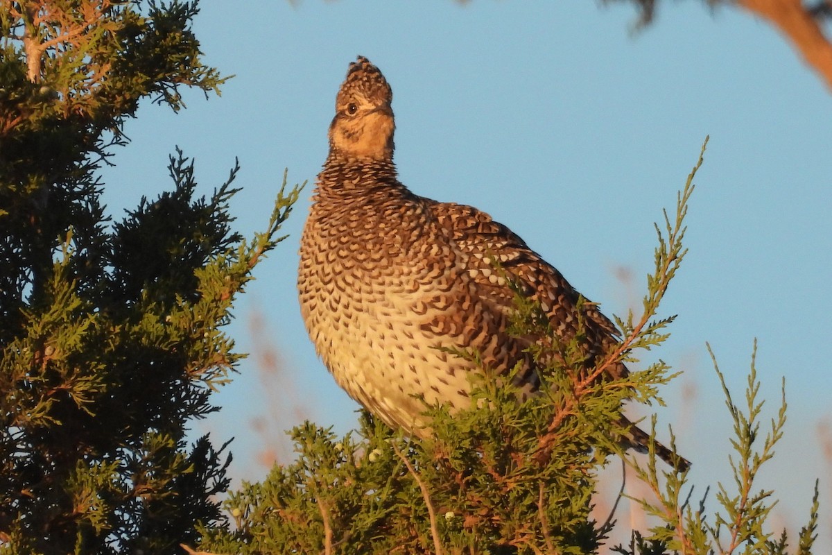 Sharp-tailed Grouse - ML642831503