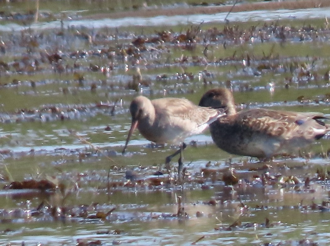 Hudsonian Godwit - ML642831511