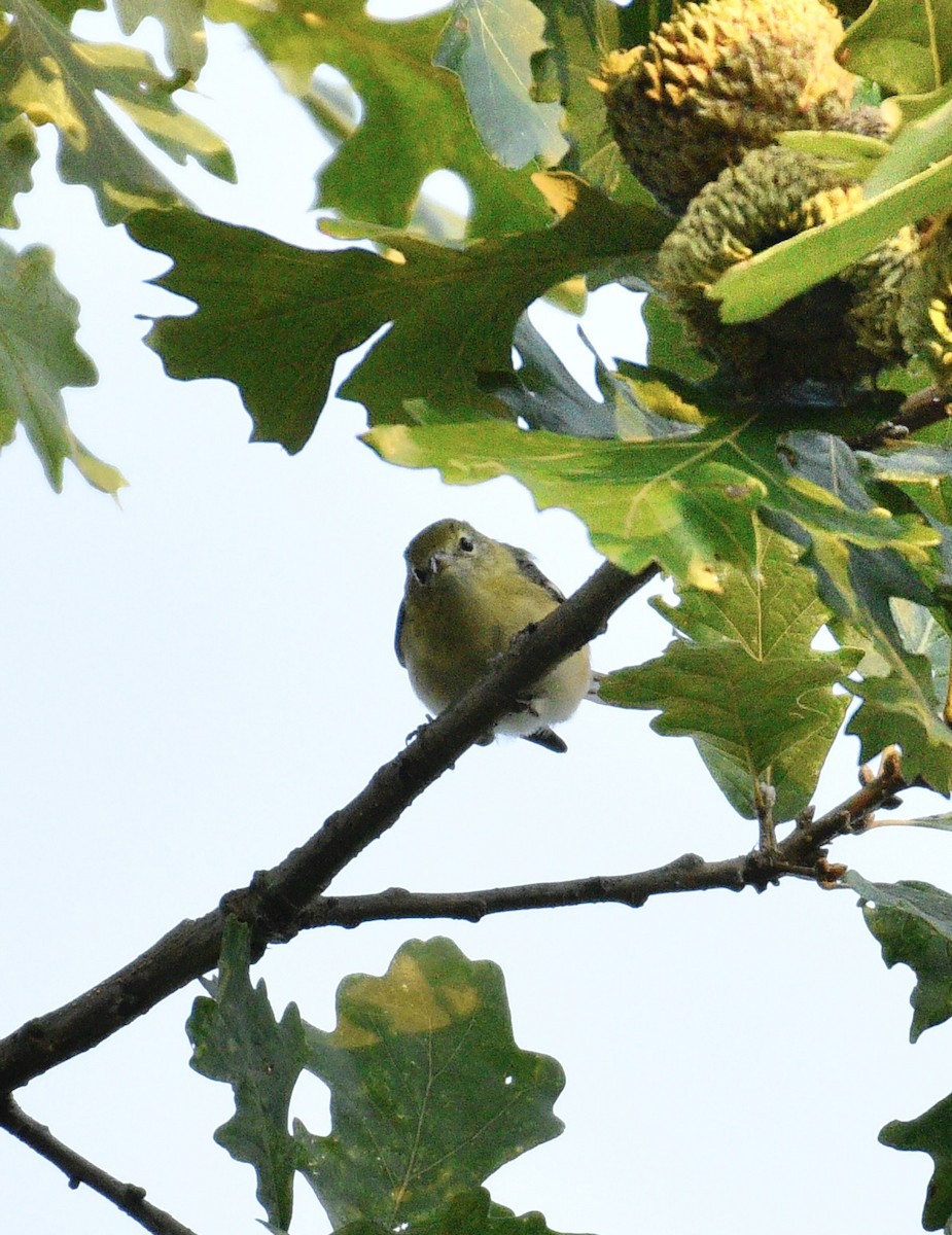 Bay-breasted Warbler - ML642831512