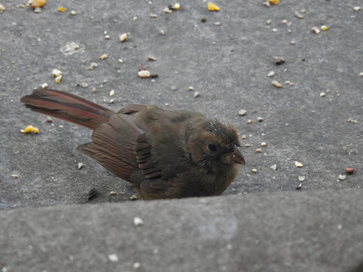 Northern Cardinal - ML642831514