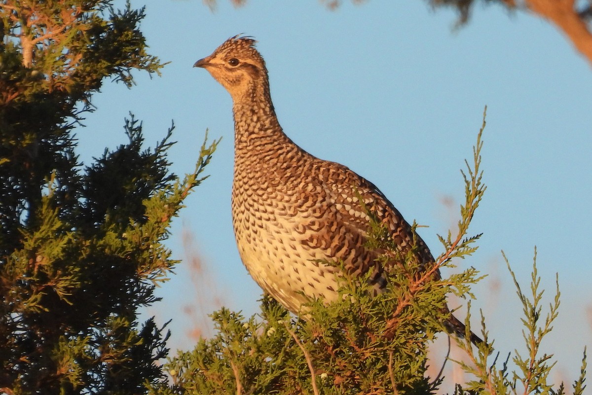 Sharp-tailed Grouse - ML642831515