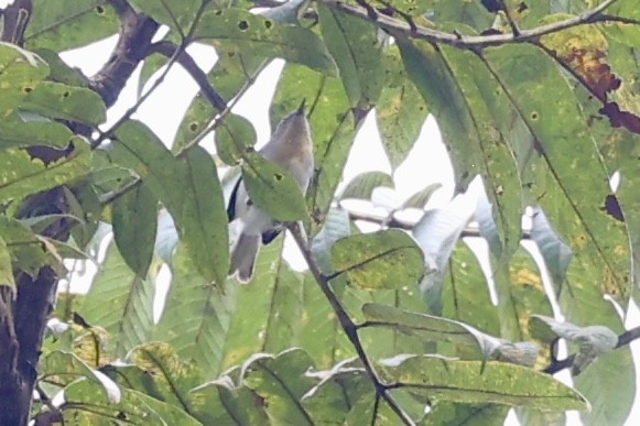 Buff-throated Apalis - ML642831516