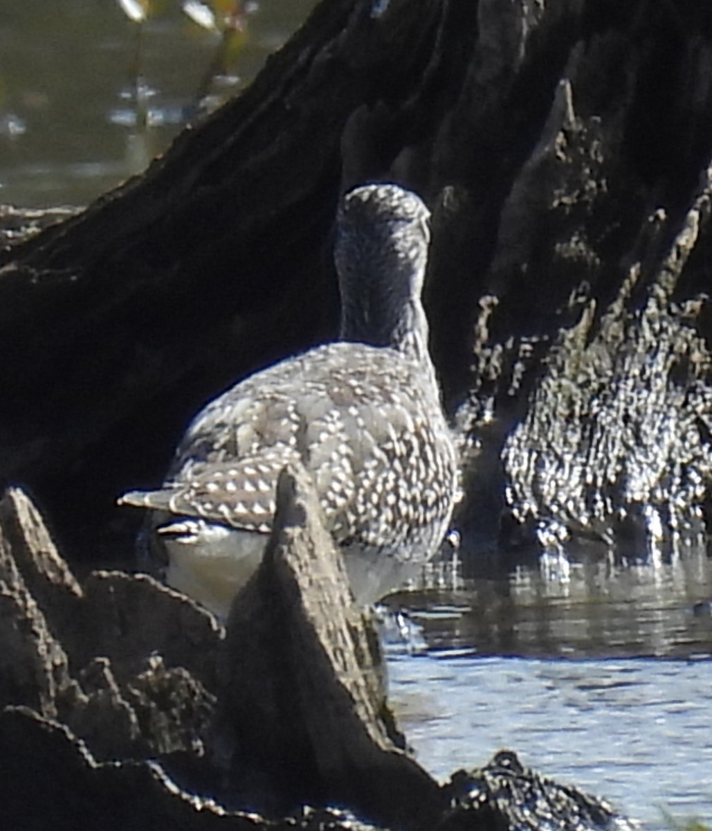 Greater Yellowlegs - ML642831517