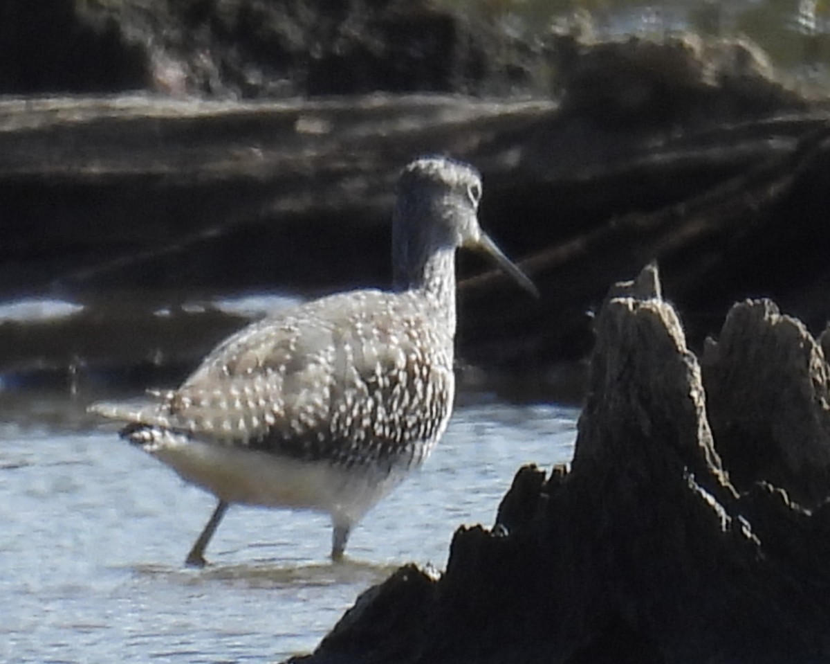 Greater Yellowlegs - ML642831518