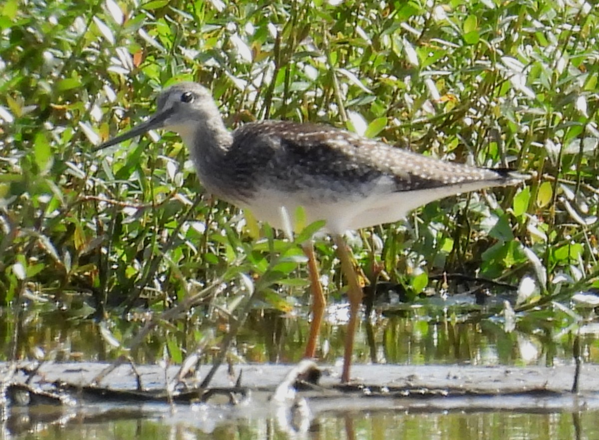 Greater Yellowlegs - ML642831520