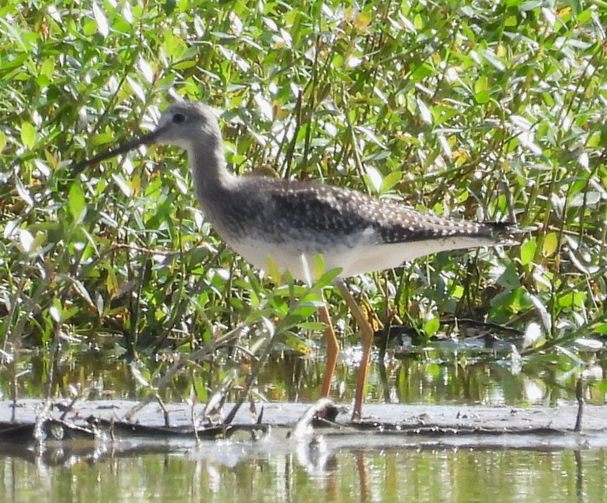 Greater Yellowlegs - ML642831521