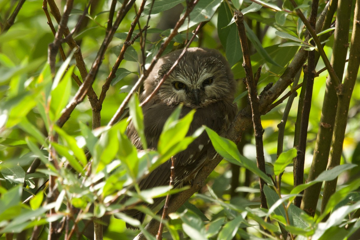 Northern Saw-whet Owl - ML642831525