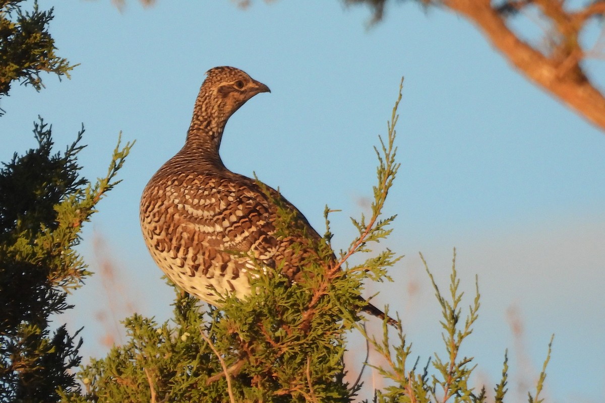 Sharp-tailed Grouse - ML642831532