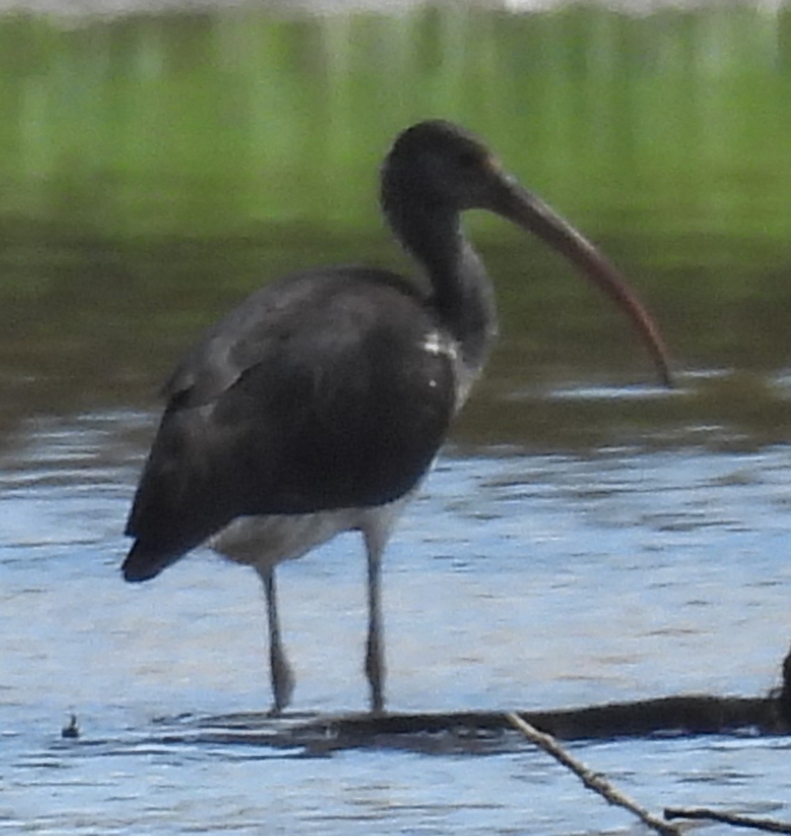 White Ibis - ML642831538