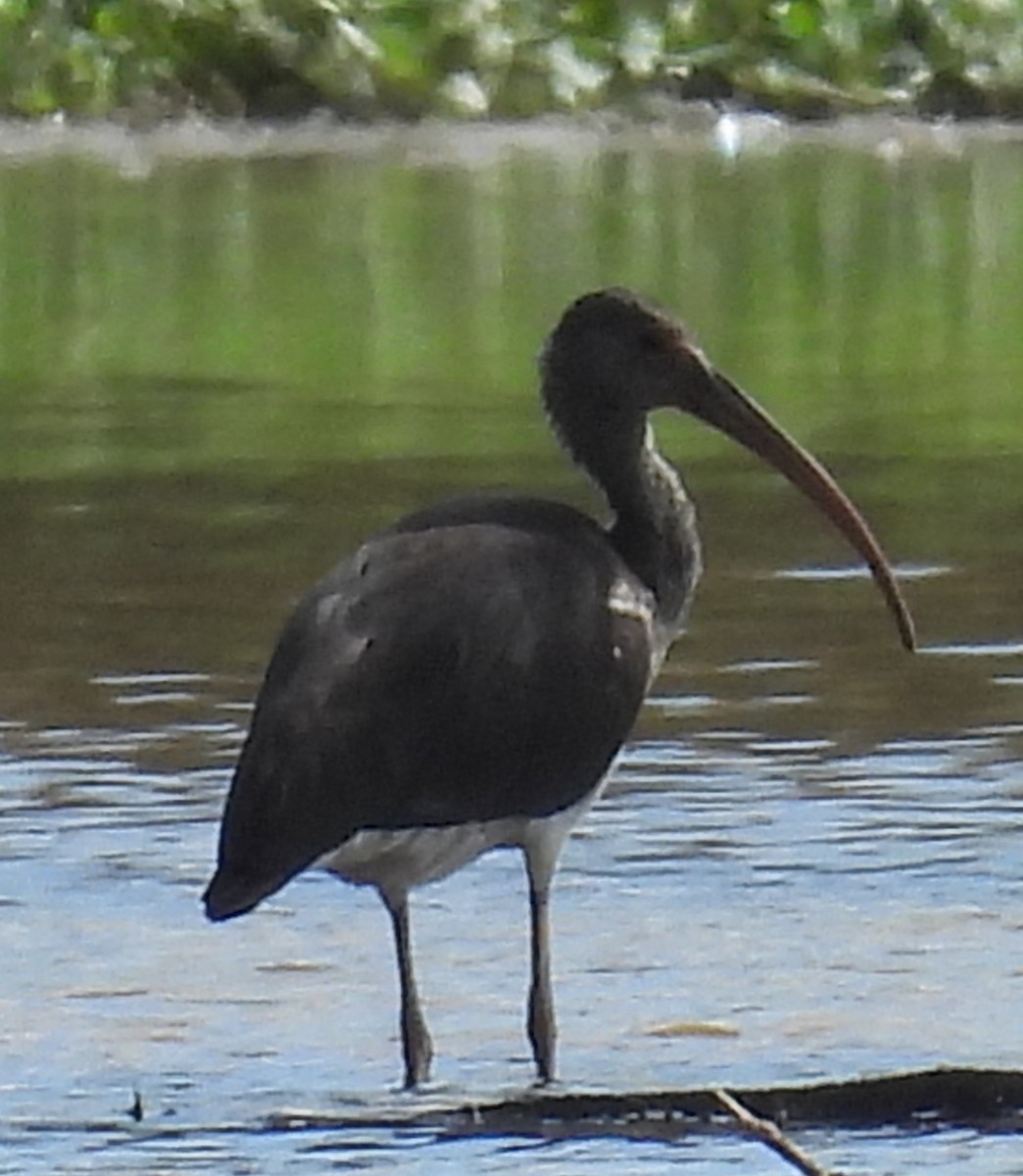 White Ibis - ML642831539