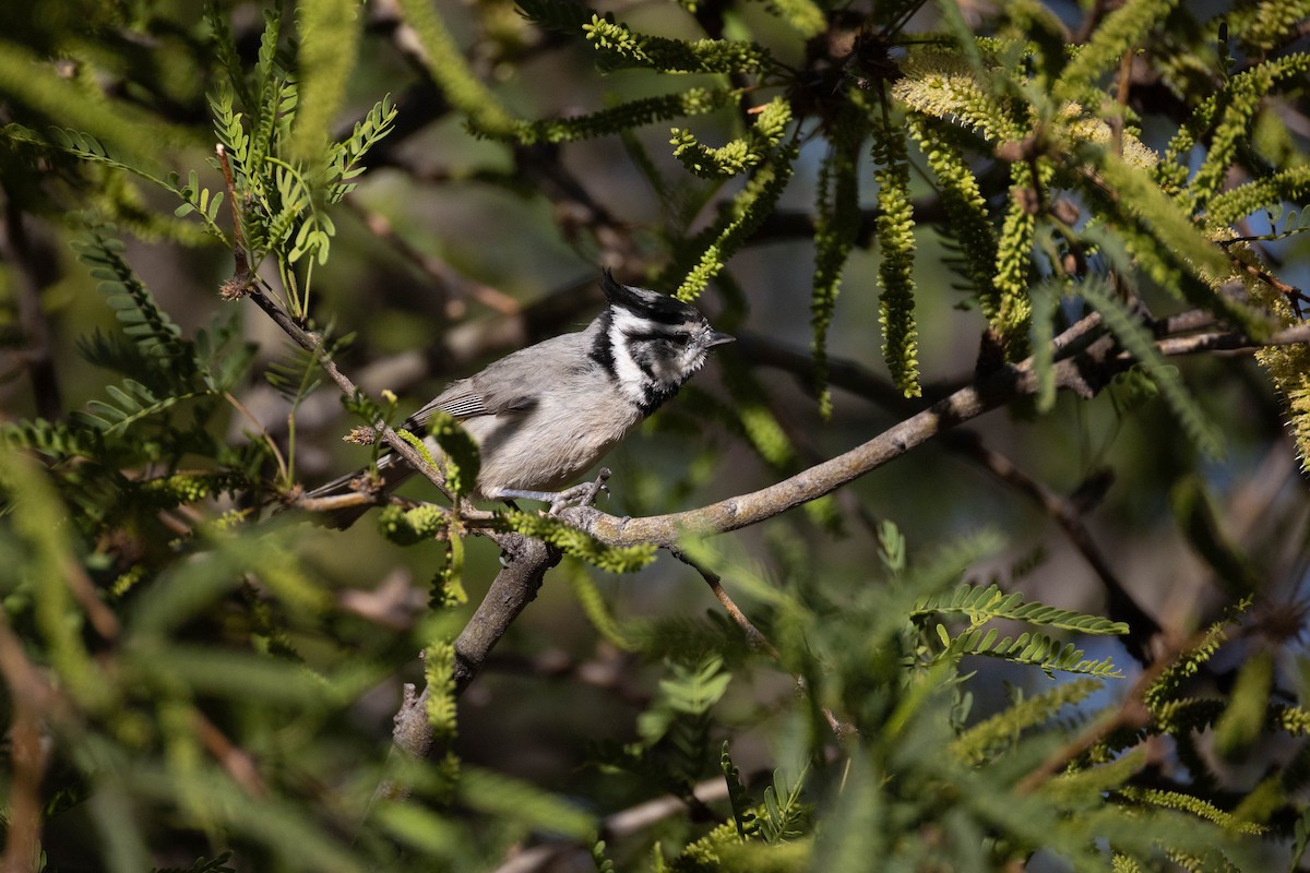 Bridled Titmouse - ML642831545