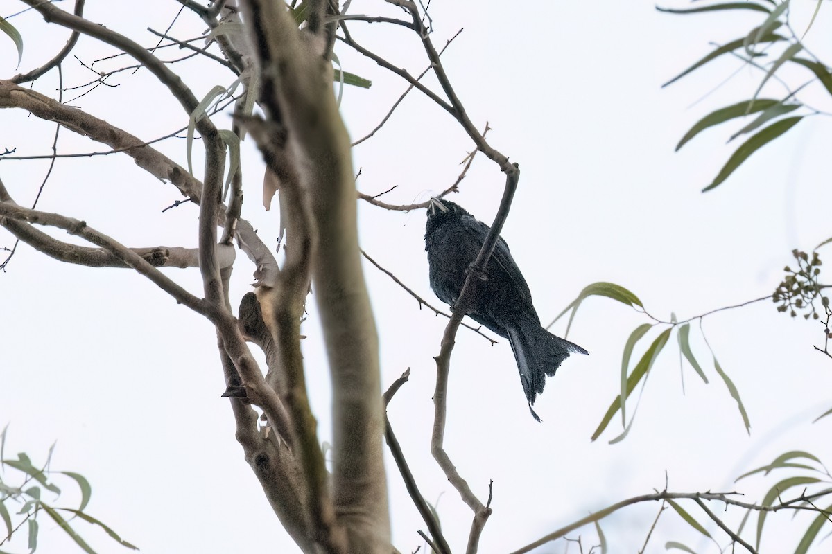 Hair-crested Drongo - ML642831547