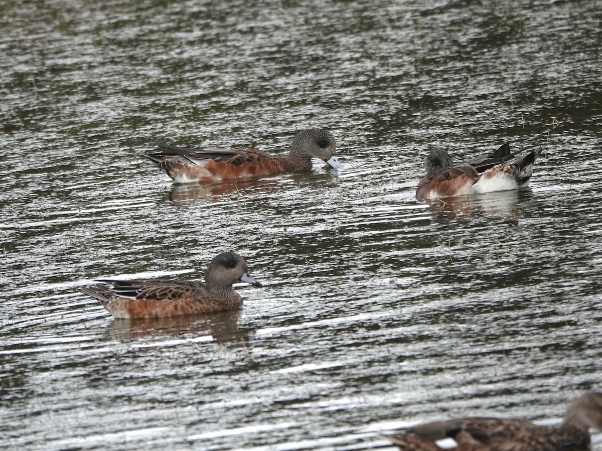 American Wigeon - ML642831555