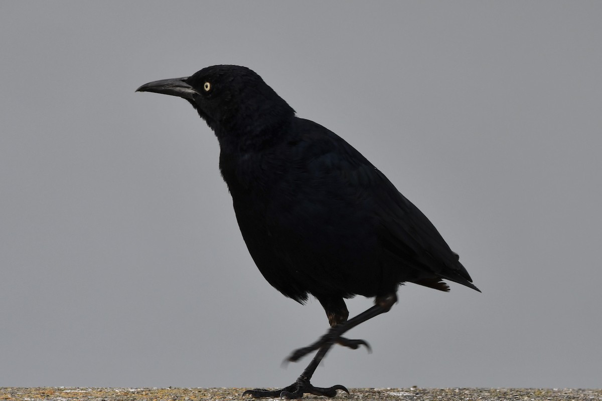Great-tailed Grackle - ML642831558