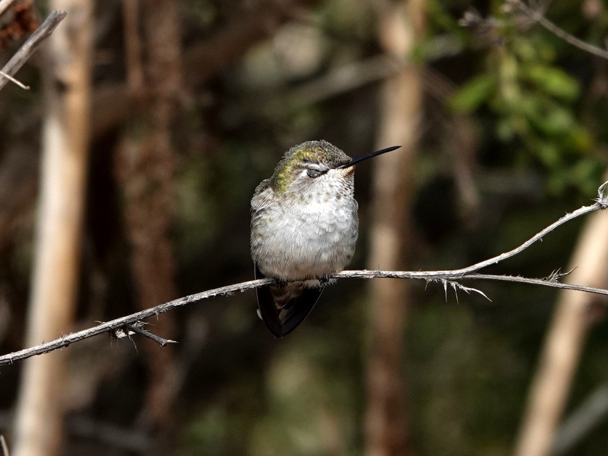 Anna's Hummingbird - ML642831560
