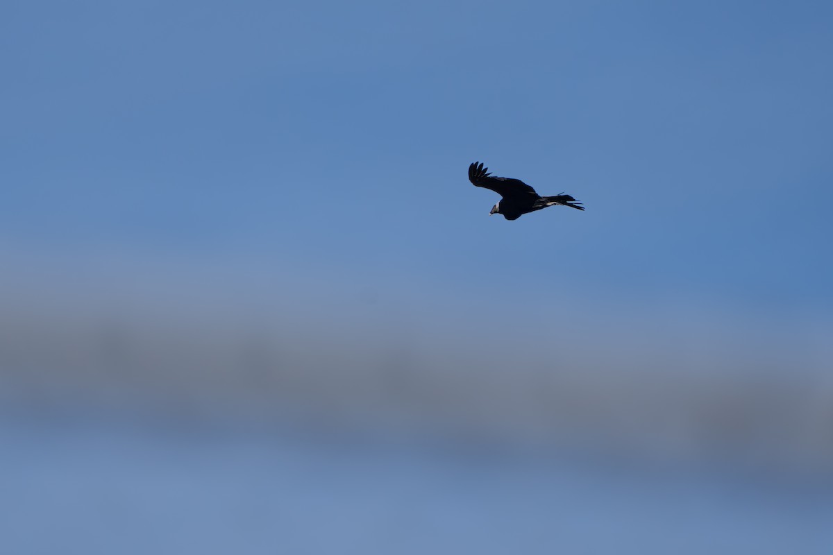 Andean Condor - ML642831561