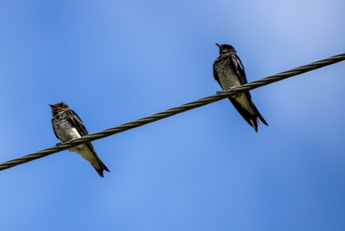 Gray-breasted Martin - ML642831563
