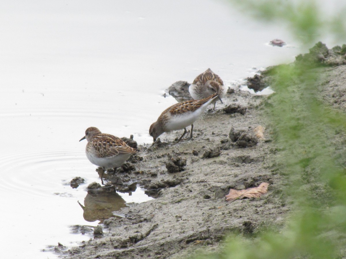pygmésnipe - ML642831564