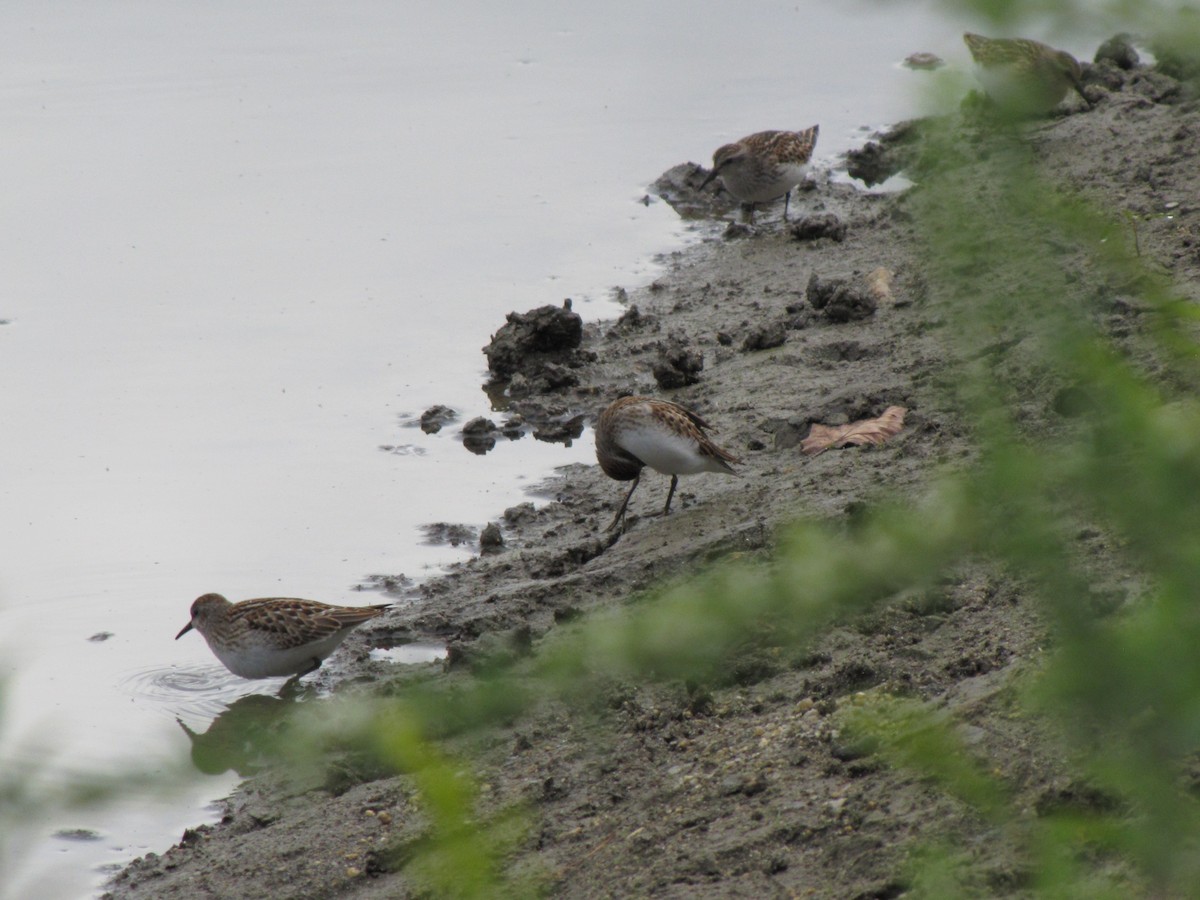 pygmésnipe - ML642831570