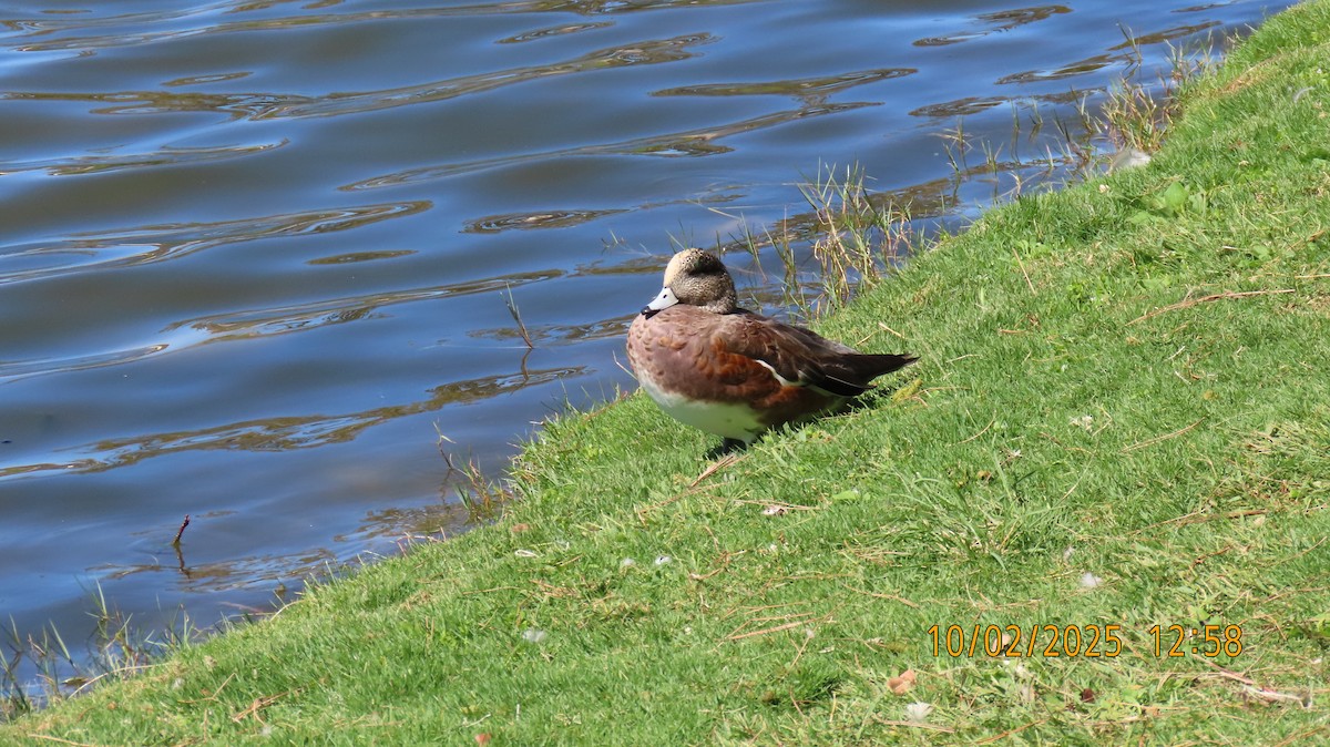 American Wigeon - ML642831573