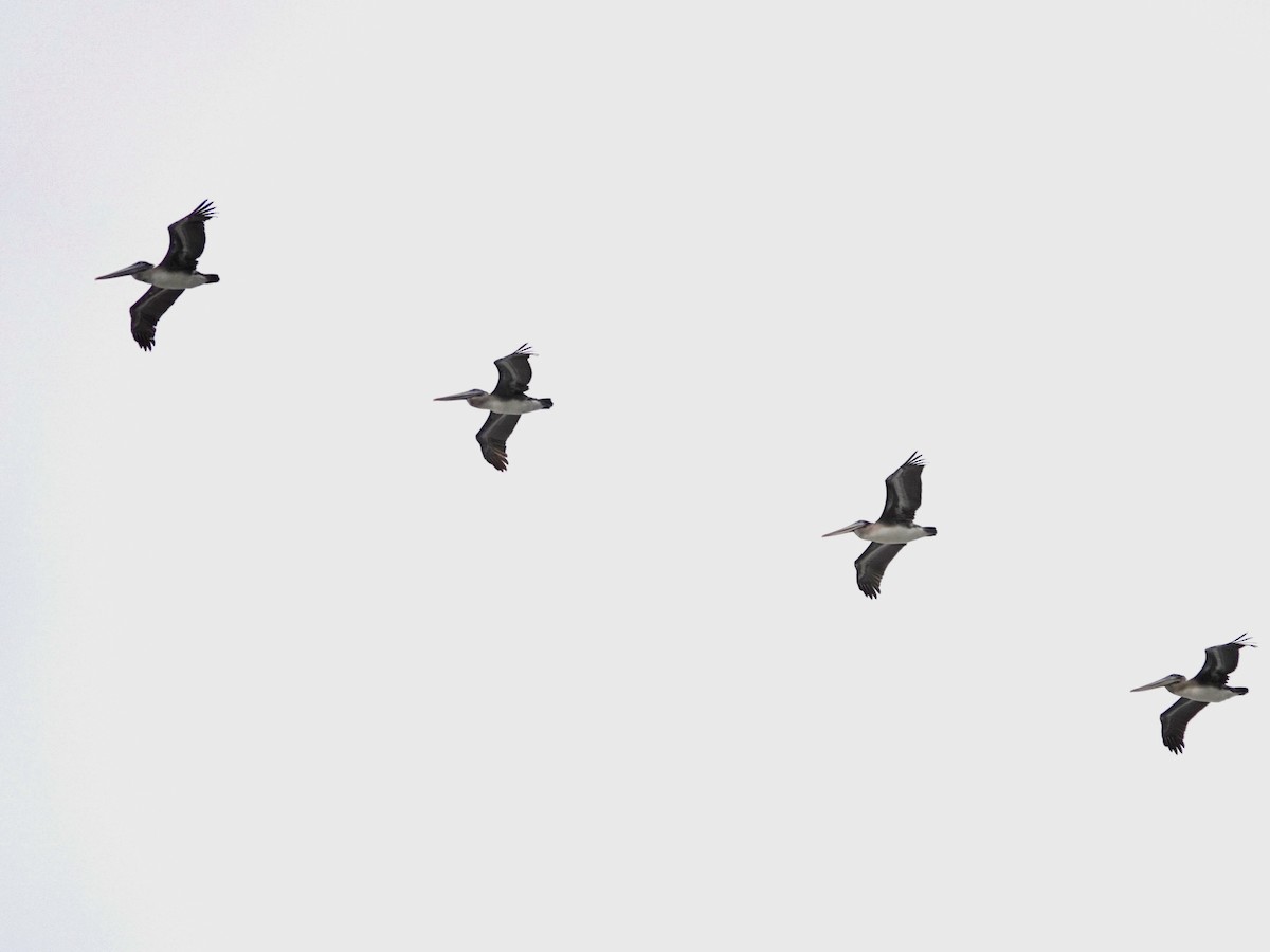 Brown Pelican - ML642831575