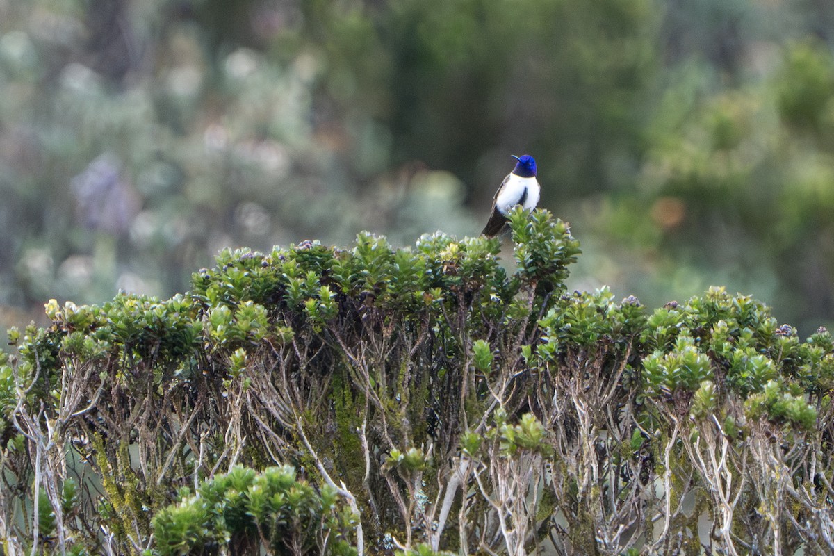 Ecuadorian Hillstar - ML642831576