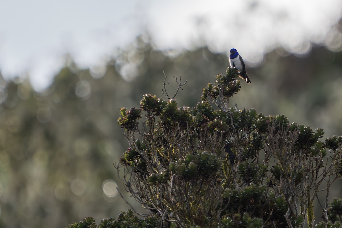 Ecuadorian Hillstar - ML642831578