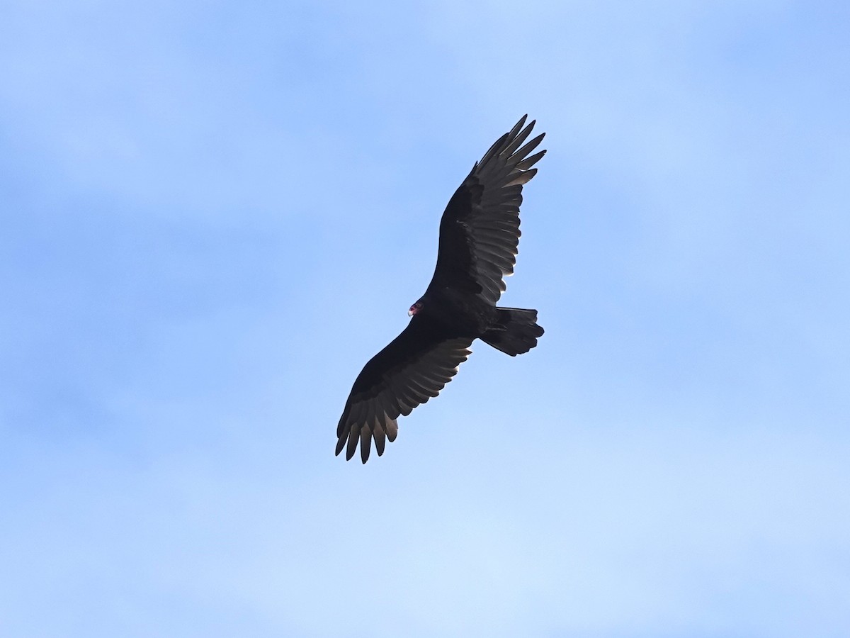 Turkey Vulture - ML642831582