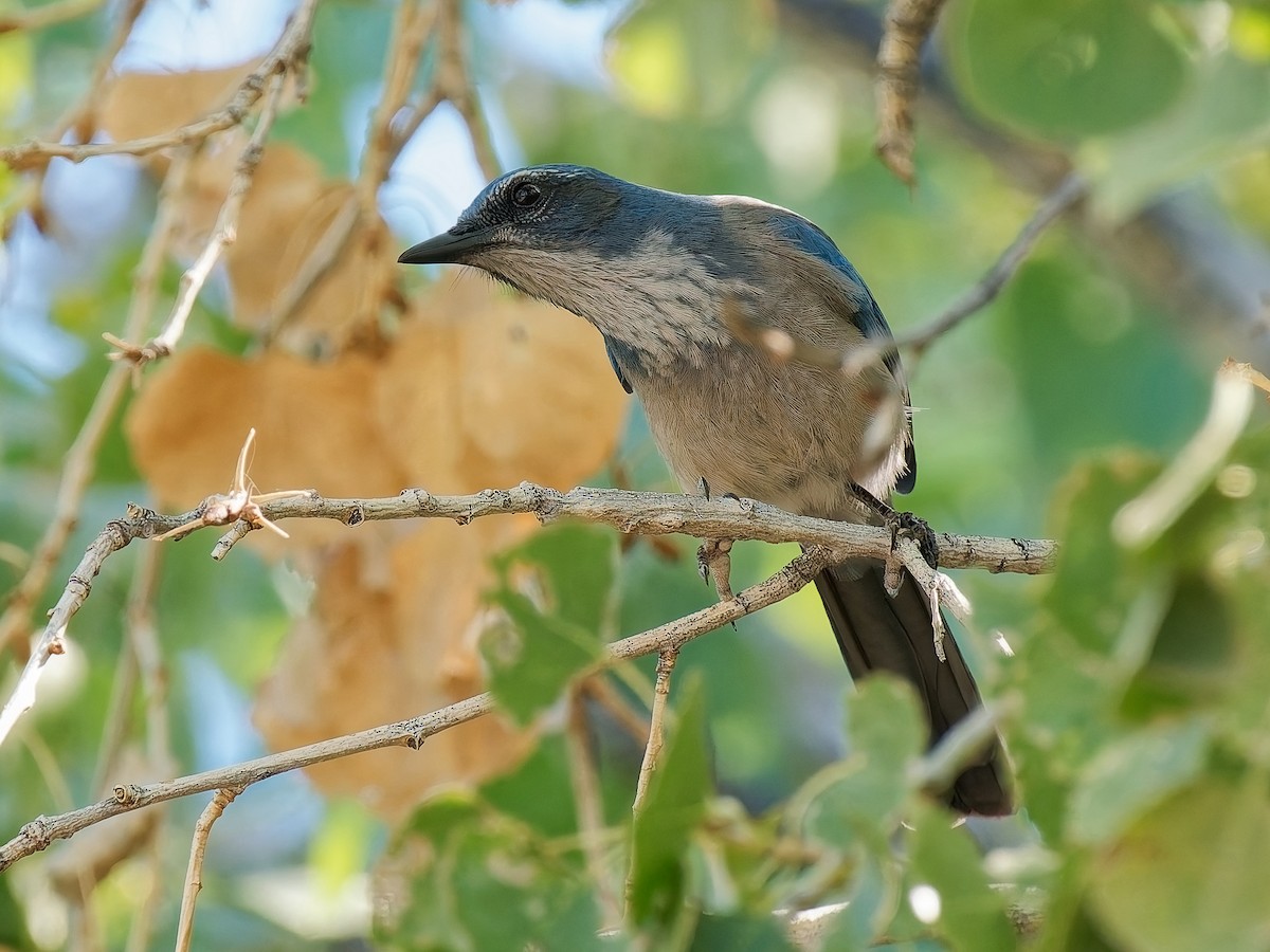 Woodhouse's Scrub-Jay - ML642831589