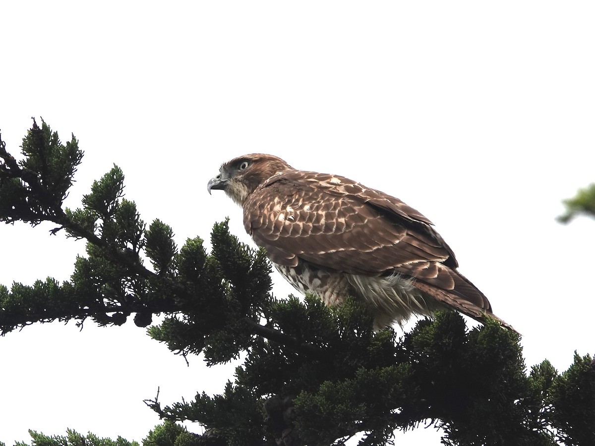 Red-tailed Hawk - ML642831593
