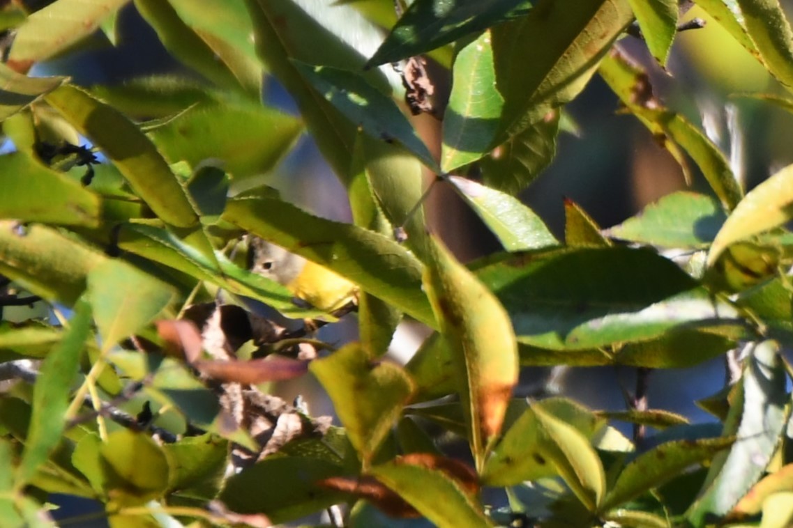 Nashville Warbler - ML642831594