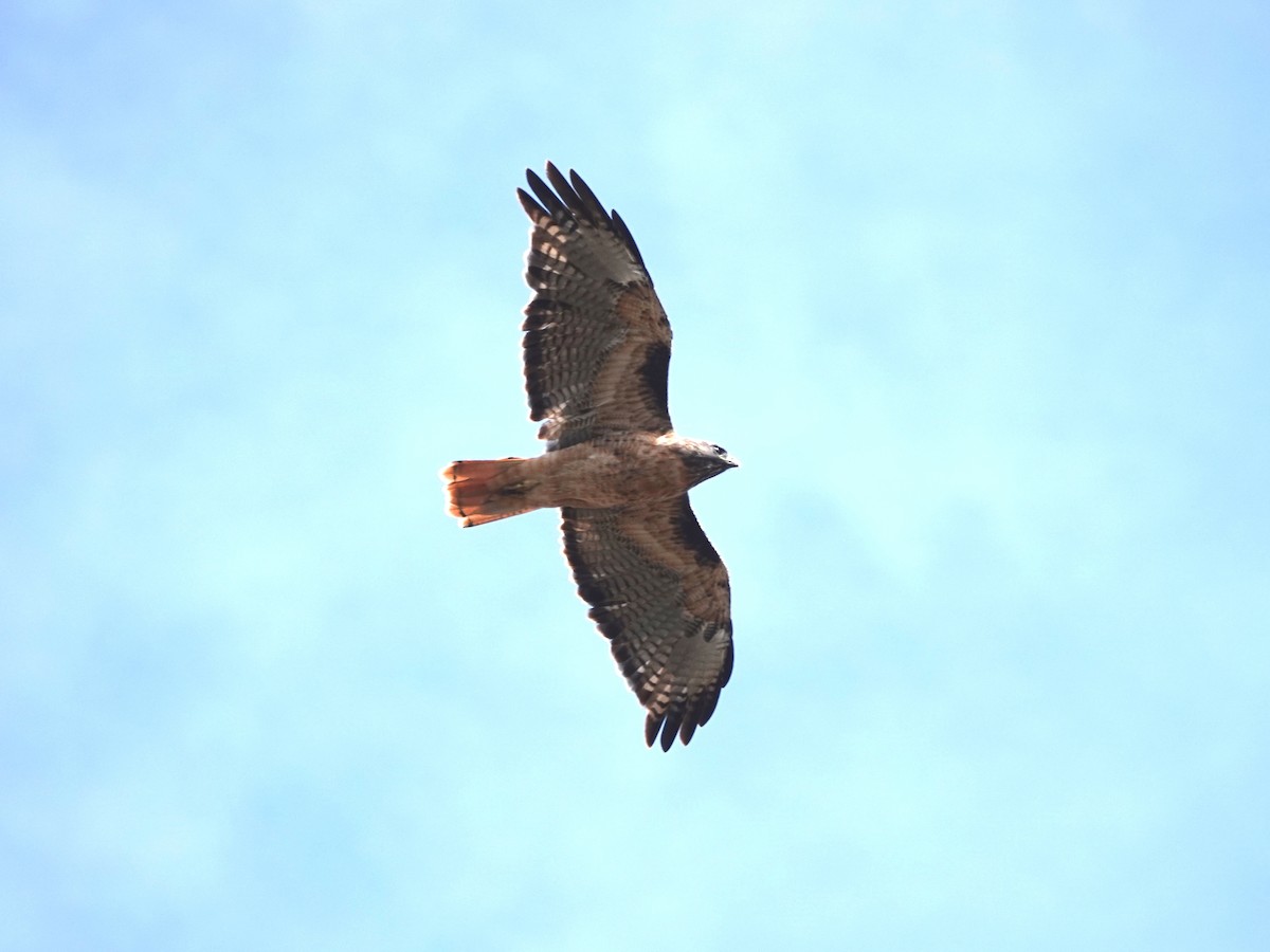 Red-tailed Hawk - ML642831595