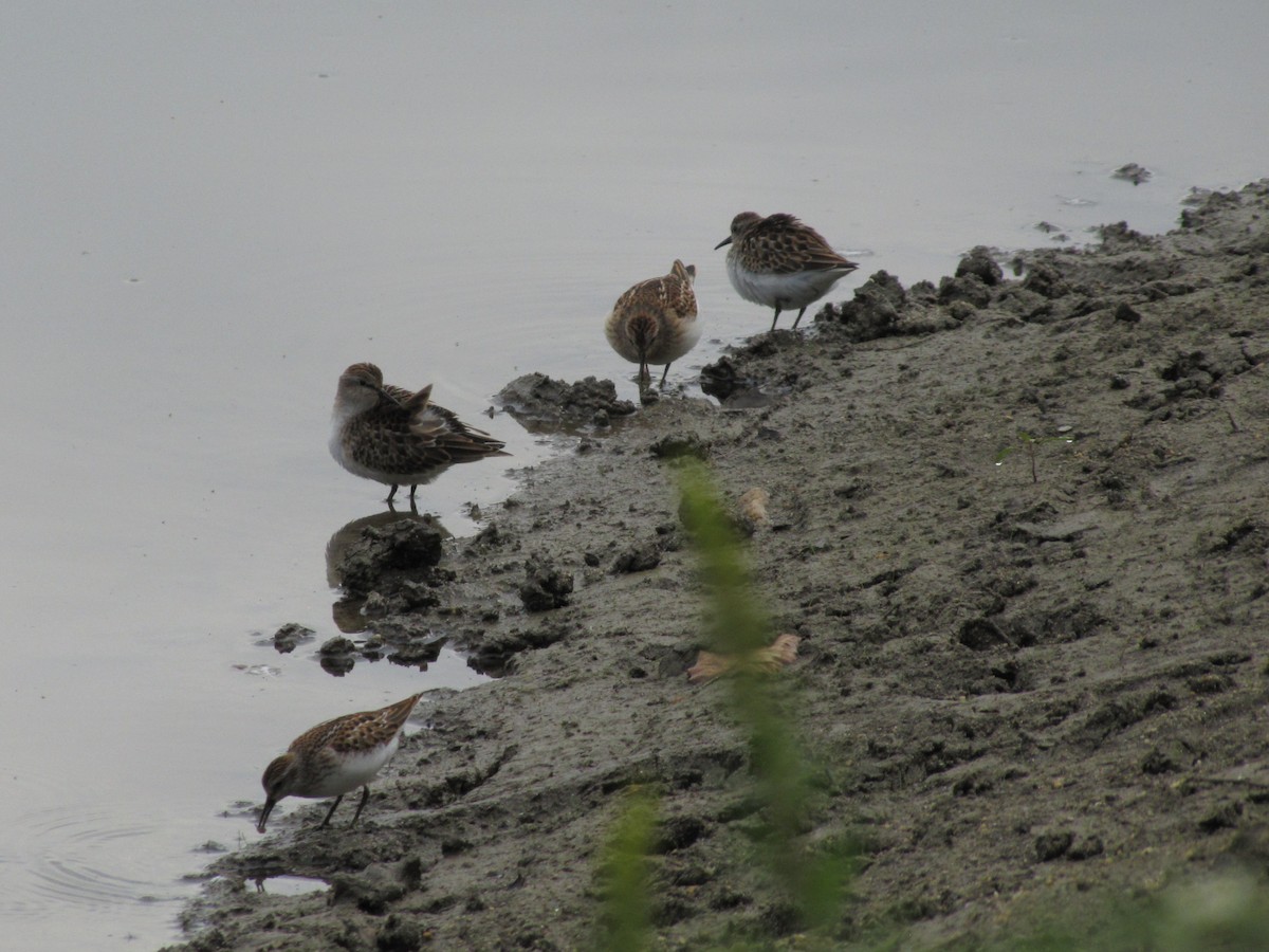 pygmésnipe - ML642831597