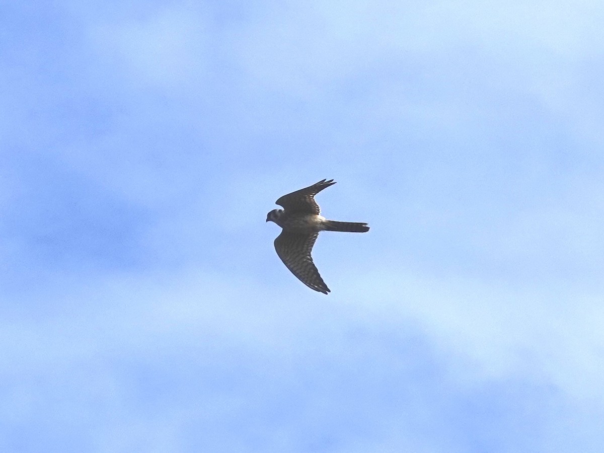 American Kestrel - ML642831598