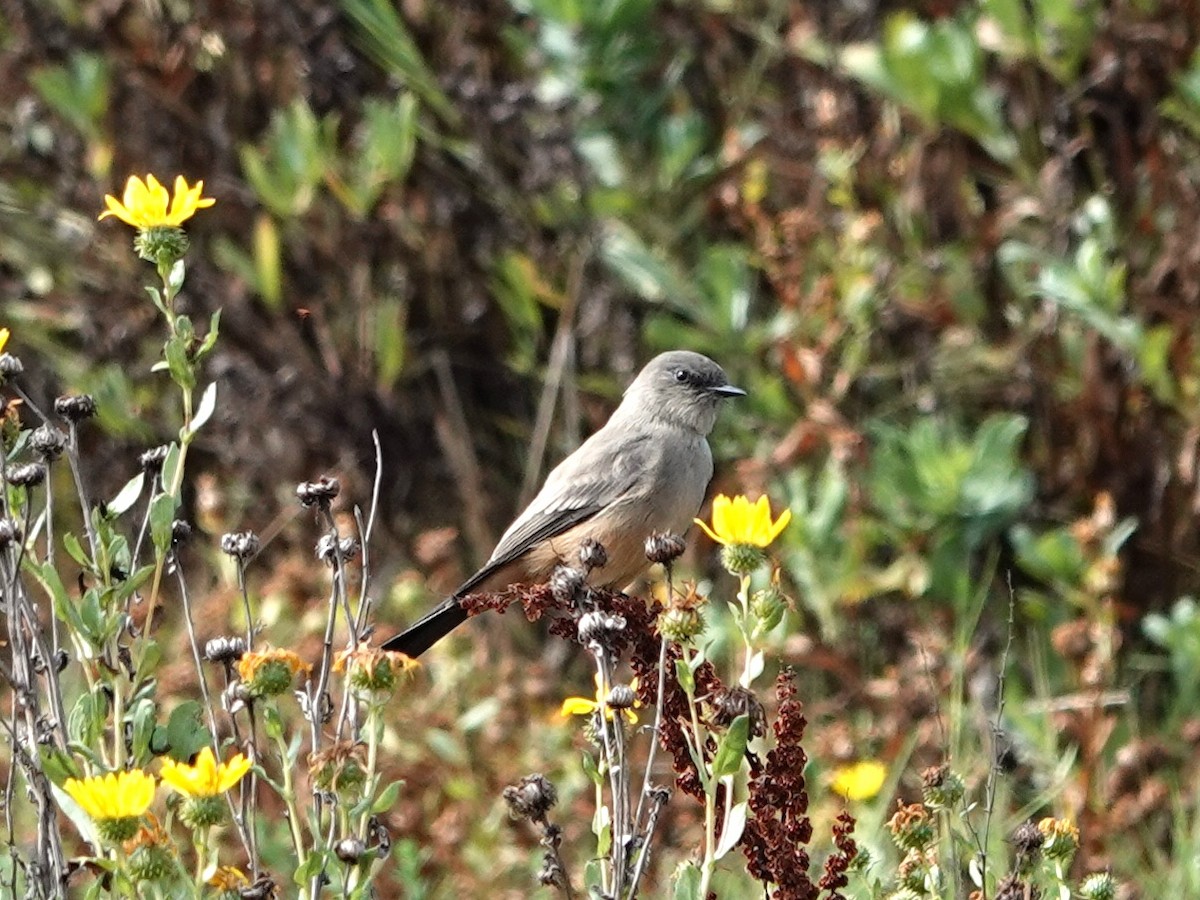 Say's Phoebe - ML642831600