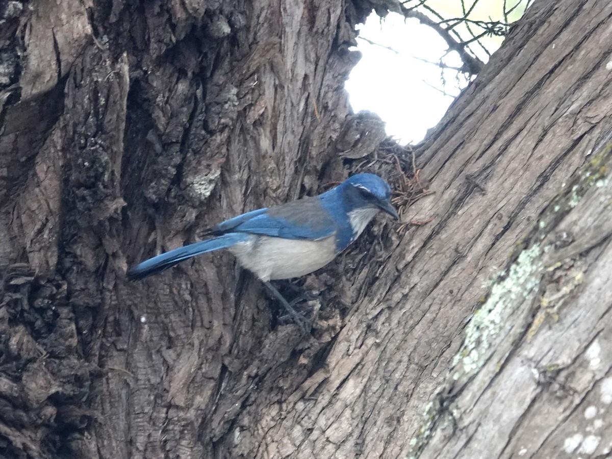 California Scrub-Jay - ML642831601