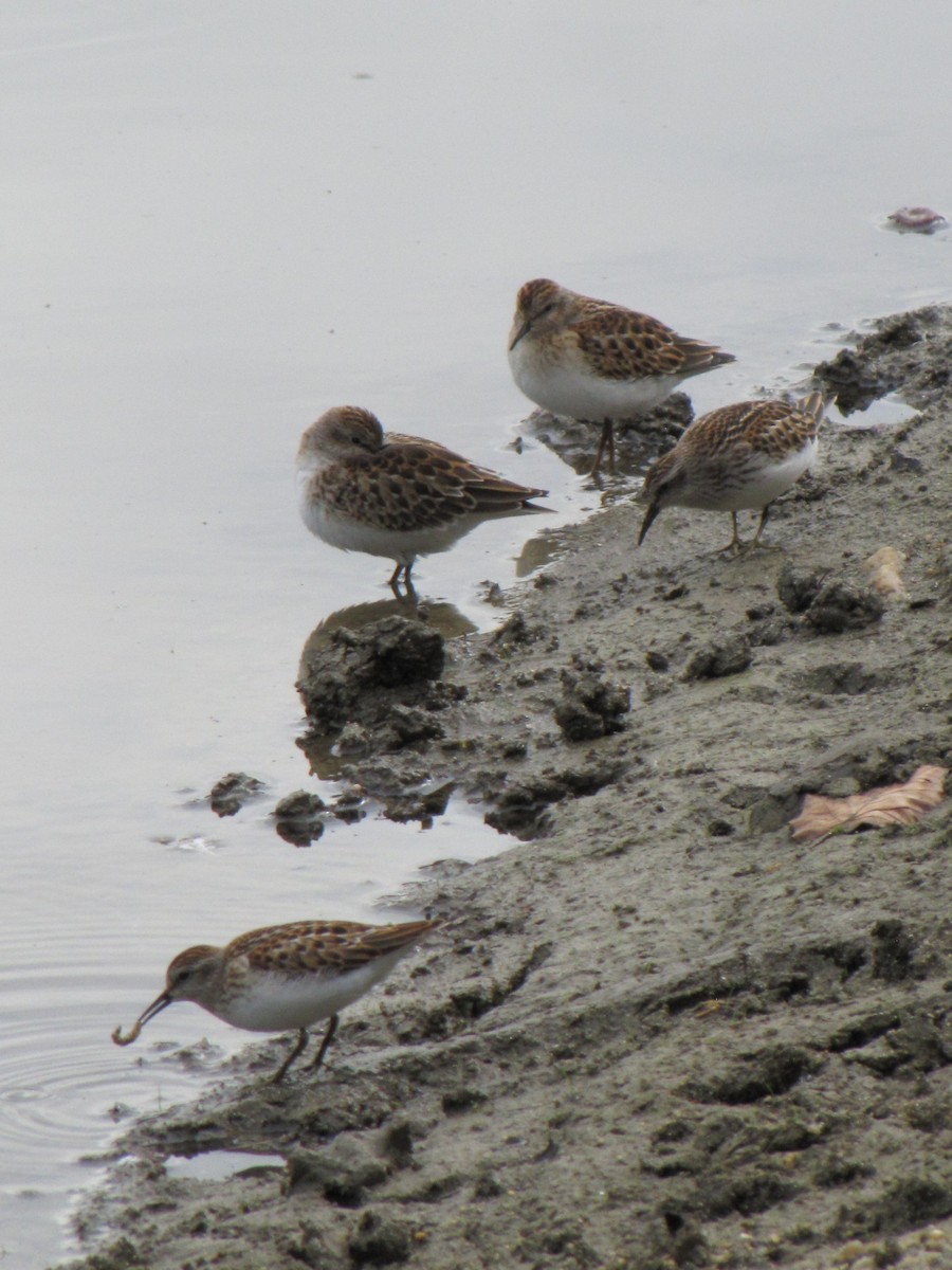 pygmésnipe - ML642831604