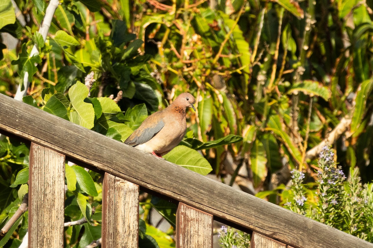 hrdlička senegalská - ML642831605