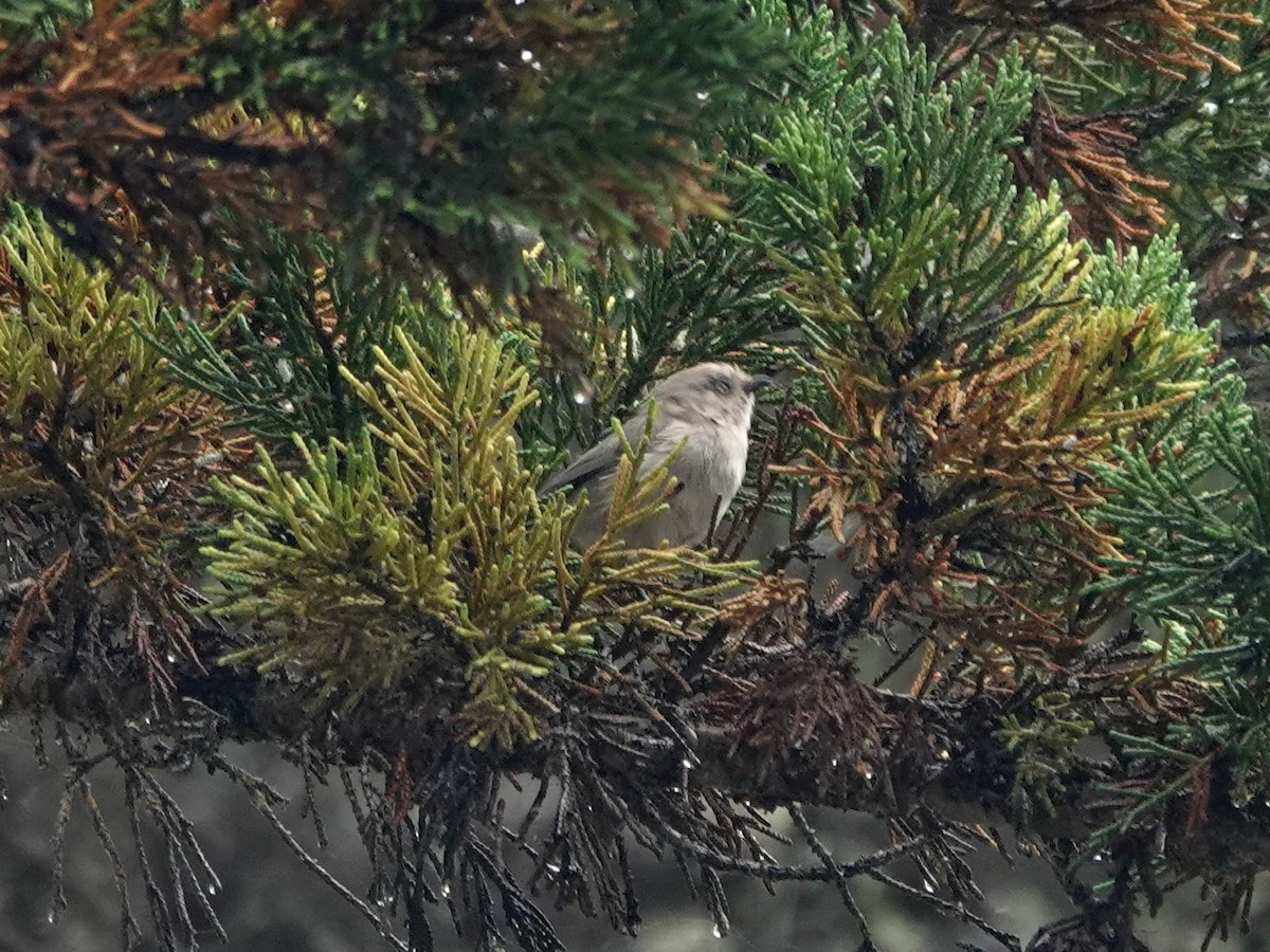 Bushtit - ML642831607