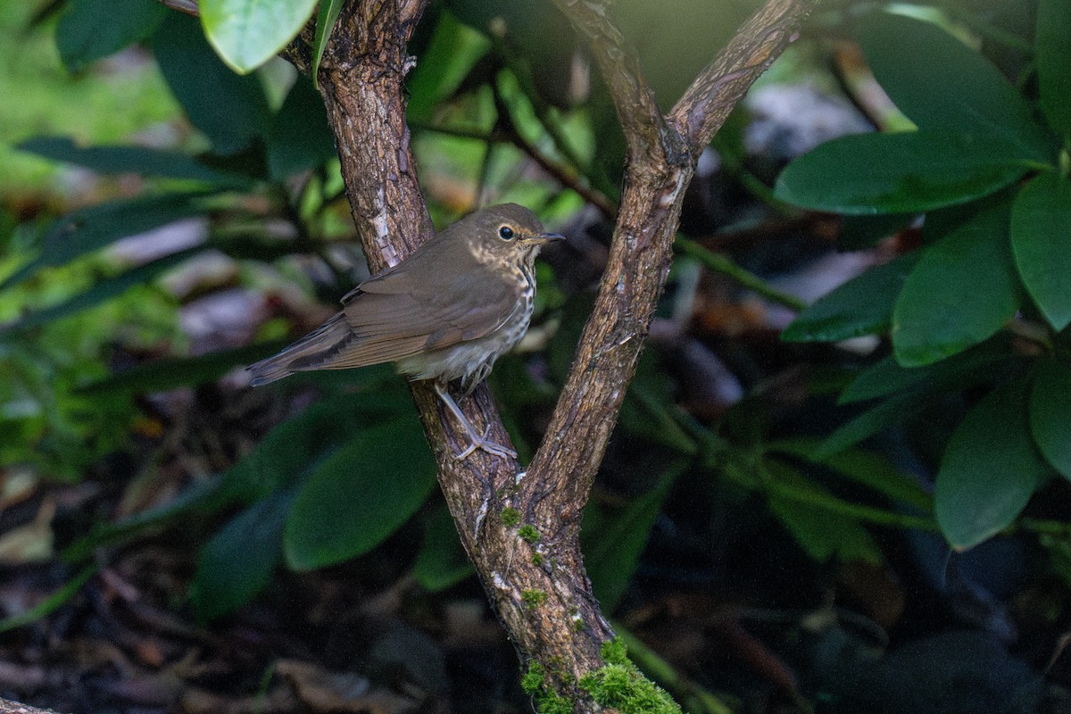 Grive à dos olive - ML642831608