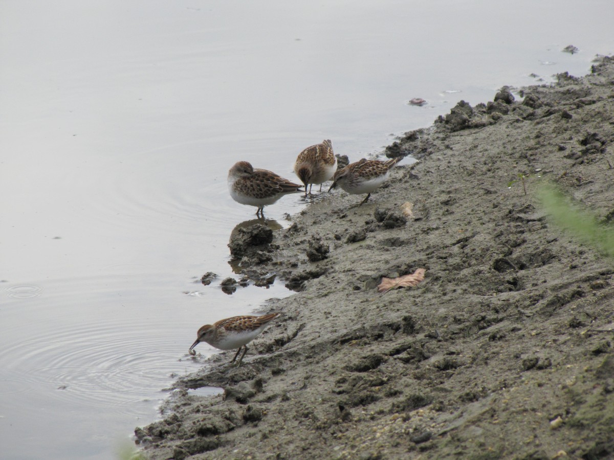 pygmésnipe - ML642831610