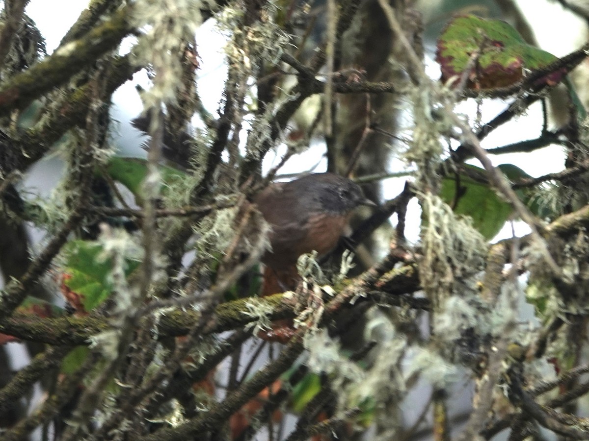 Wrentit - ML642831614