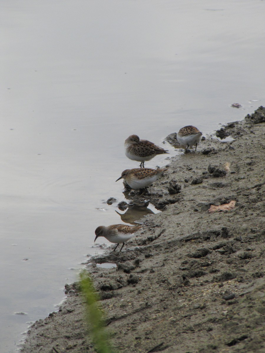 pygmésnipe - ML642831616