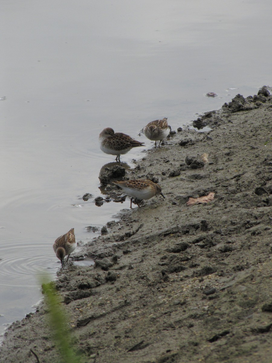 pygmésnipe - ML642831618
