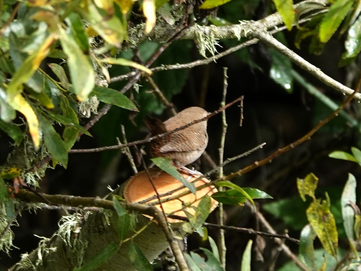Northern House Wren - ML642831620