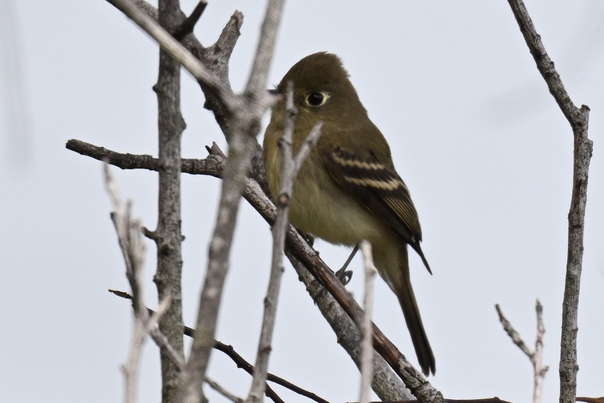 Western Flycatcher - ML642831622