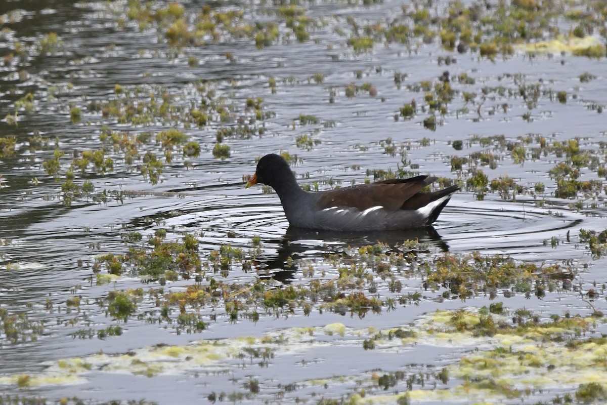 Common Gallinule - ML642831623